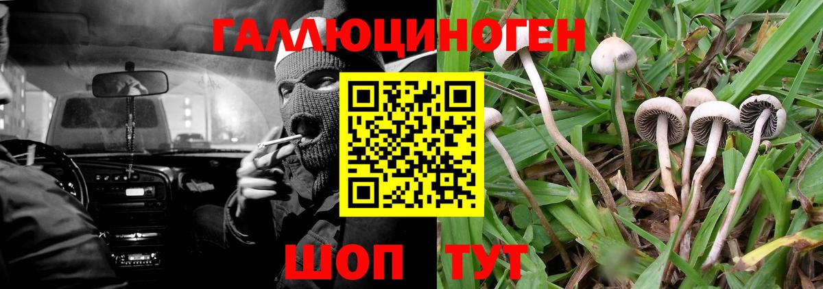 купить наркотик  Вход с VPN  Йошкар-Ола  Галлюциногенные грибы GOLDEN TEACHER 